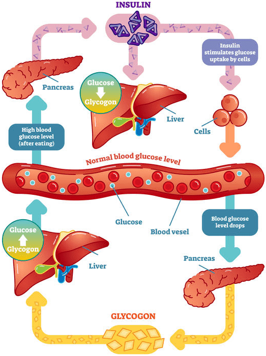 metabolismus